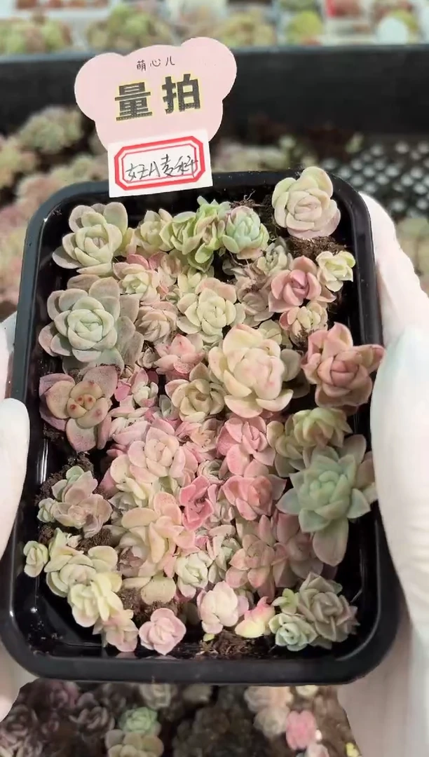 女王A麦秆 切糕1盒 量拍多肉植物