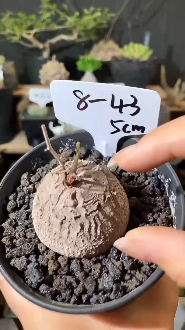 843号706福利甄选南非龟甲龙单颗