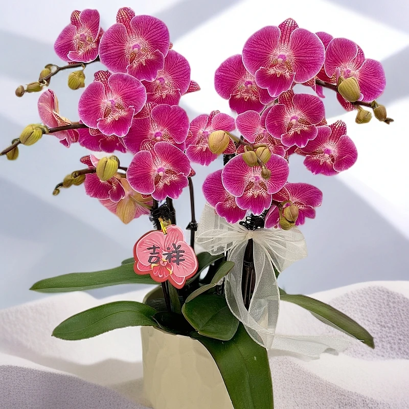 蝴蝶兰【锦鲤】花期巨长新手推荐好养耐养乔迁送礼广西基地直发