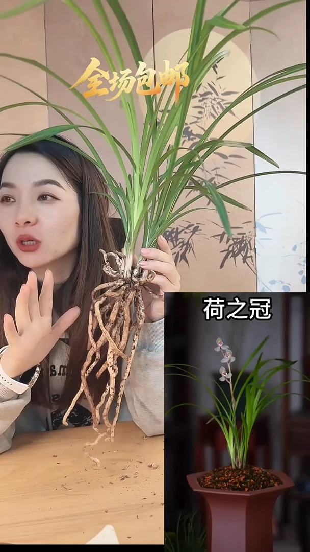 当前无花栽培后可以开花：荷之冠