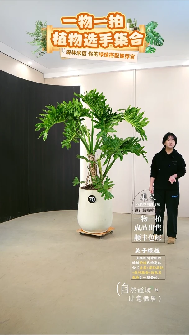 无花朵天****静大老桩龙鳞春羽连盆种好栽好一整套送货上门