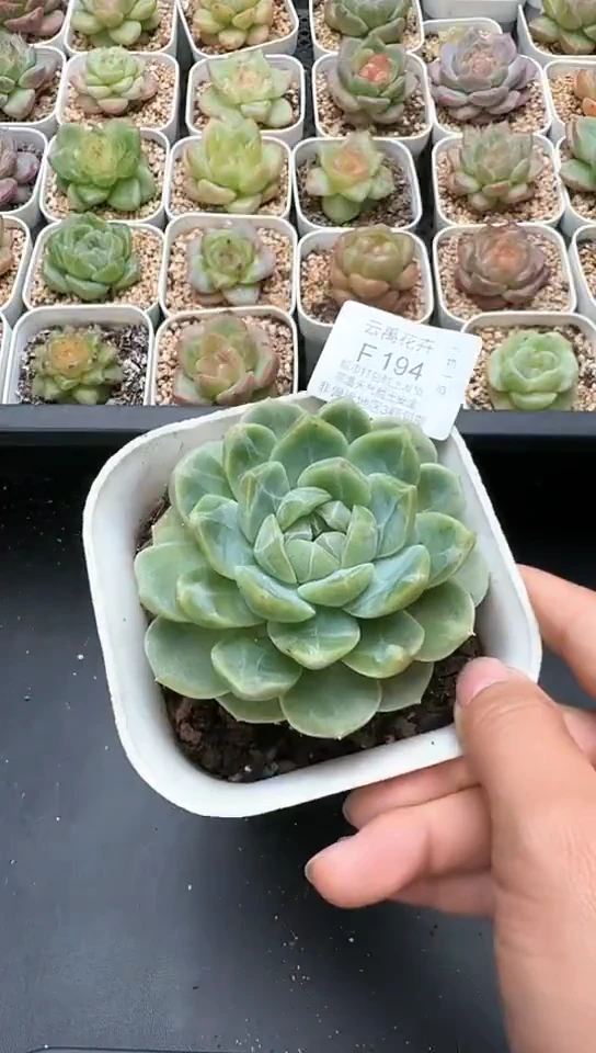 194F云禹多肉植物 默认脱土纸巾打包 3颗包邮