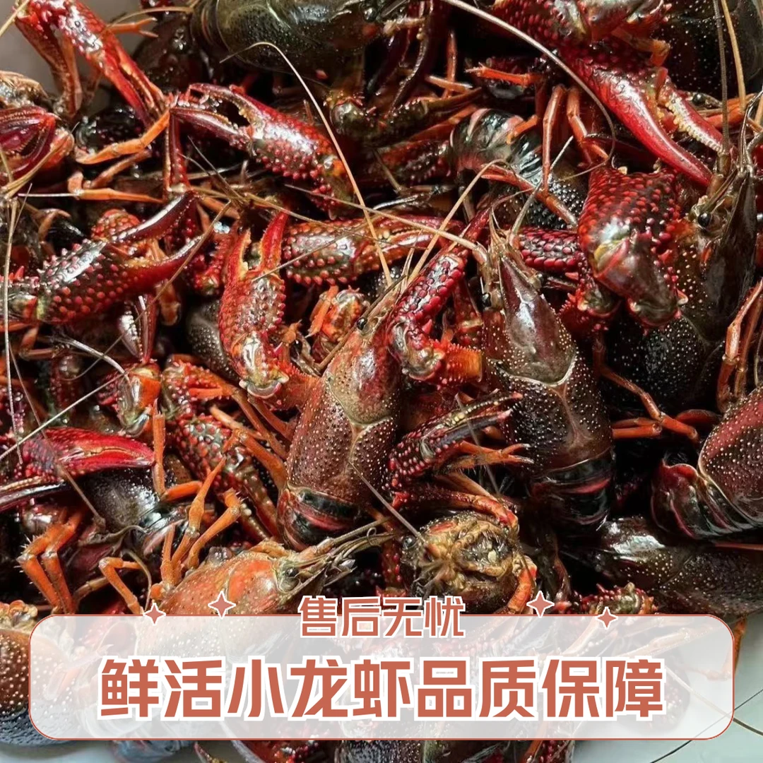鲜活小龙虾海鲜3斤大虾5678钱（虾死亡超过5只包赔）尾季虾规格会偏小1-2克介意勿拍小龙虾鲜活
