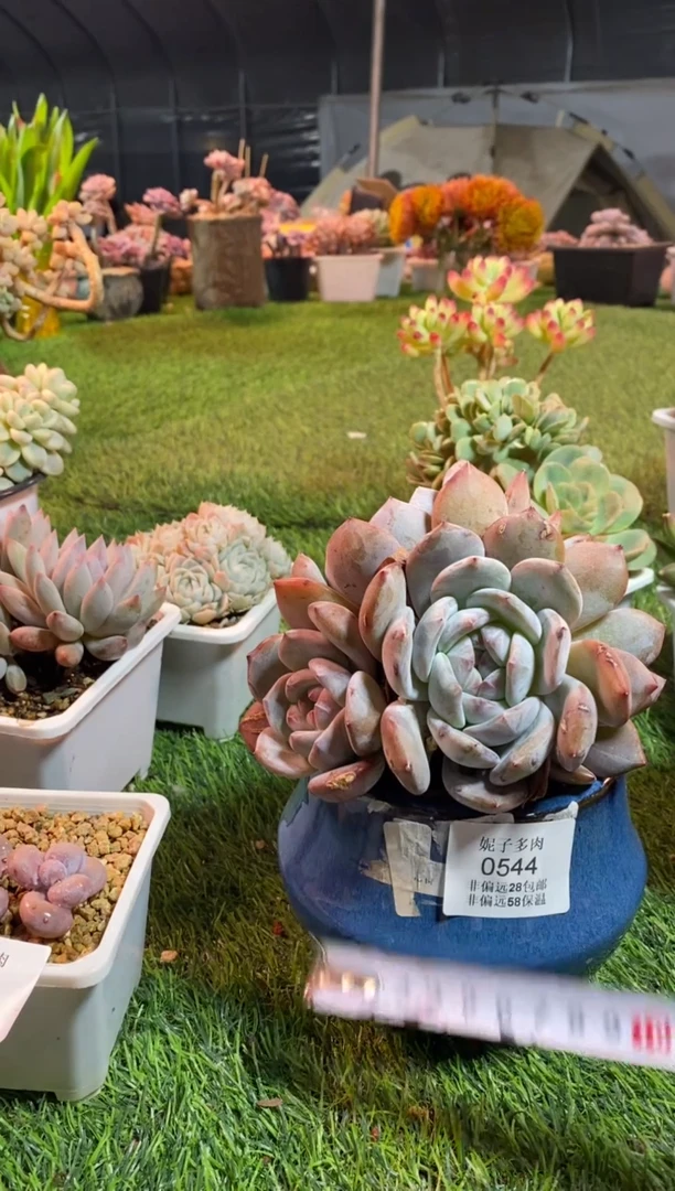 【闪购商品】0544a