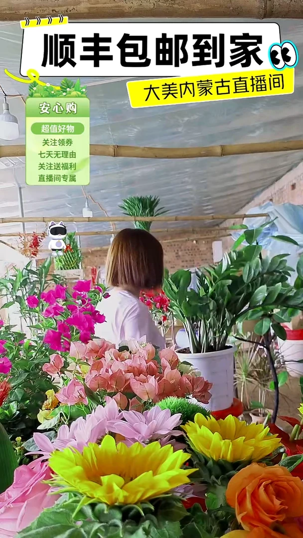 完全开放带盆钱串大盆