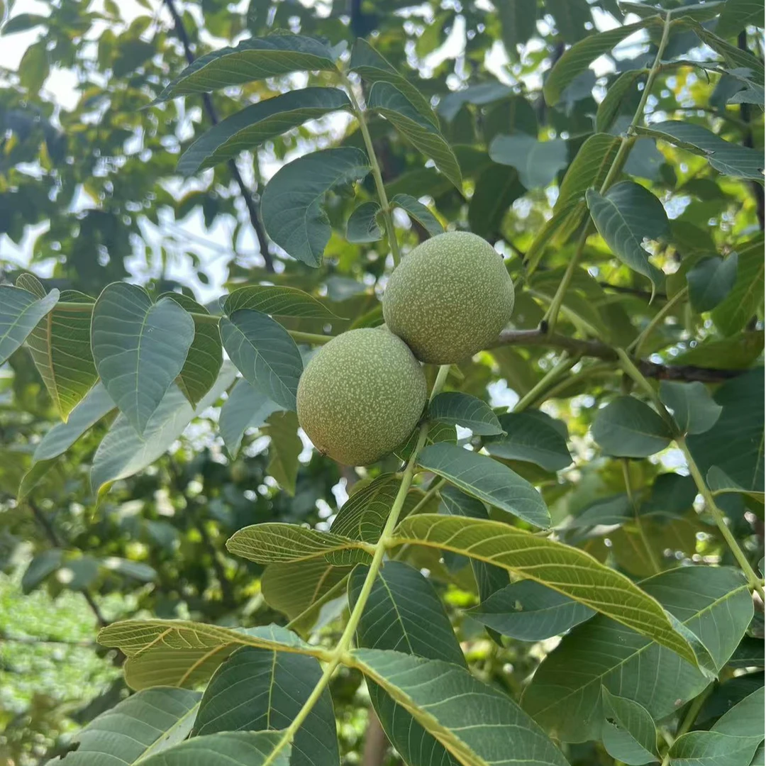 5斤青皮核桃新鲜核桃太行山湿核桃带皮土特产