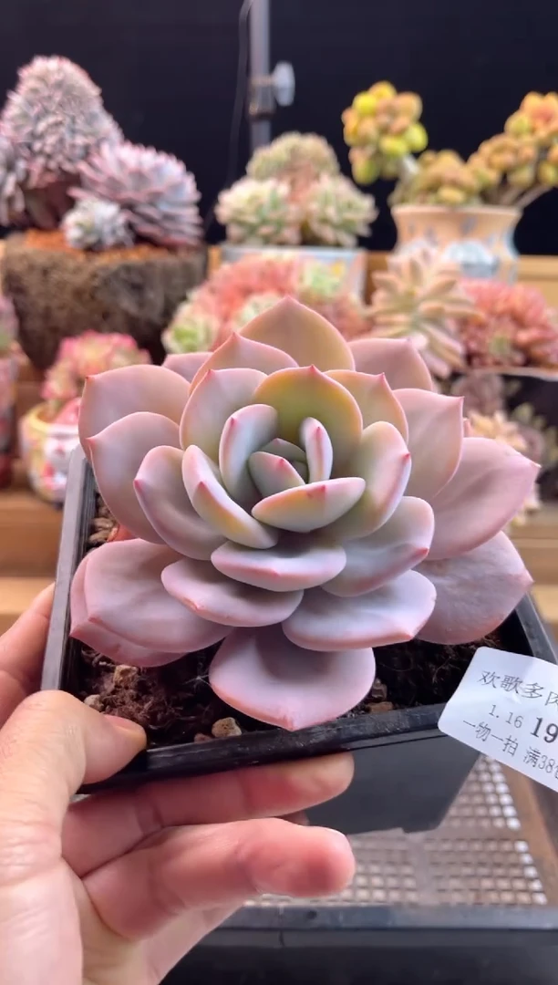 【闪购商品】1.16-19奶茶