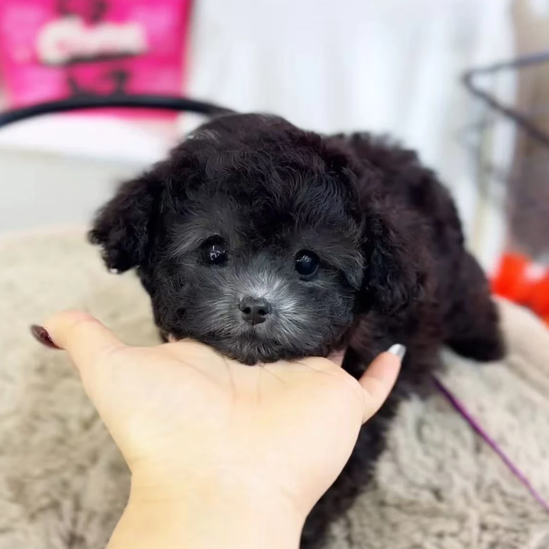 袁嬢嬢宠物严选小体韩版灰泰迪弟弟（躺平）926