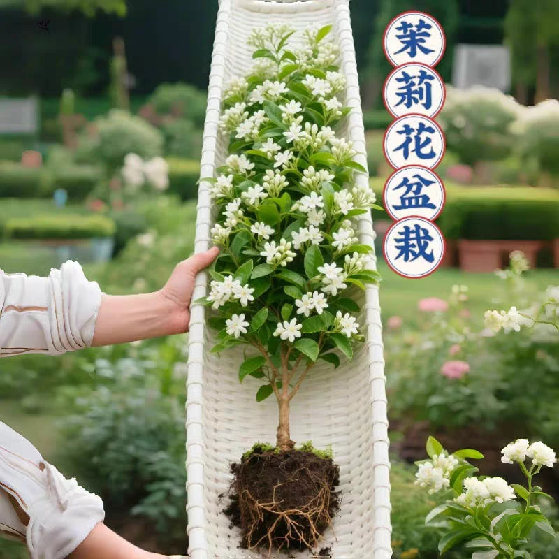 茉莉花盆栽带花苞四季开花室内外好养驱蚊虫绿植花卉浓香爆花茉莉