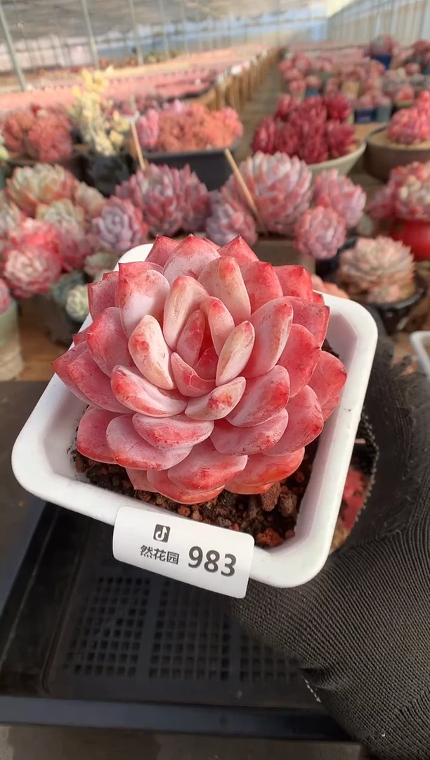 983韩橙多肉植物一物一拍