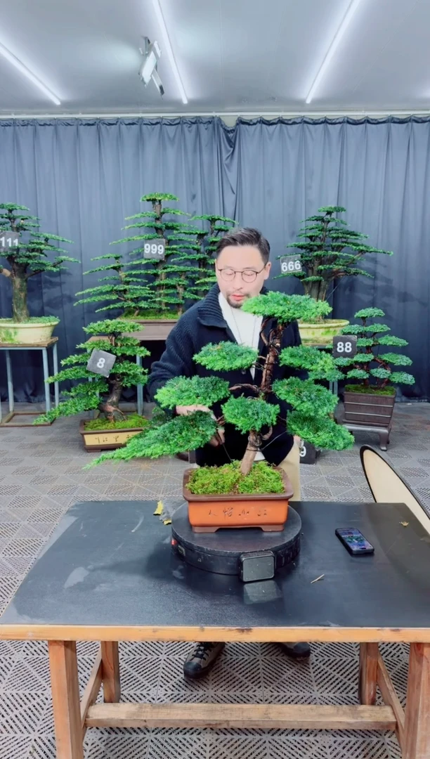 以实际为准盆景........