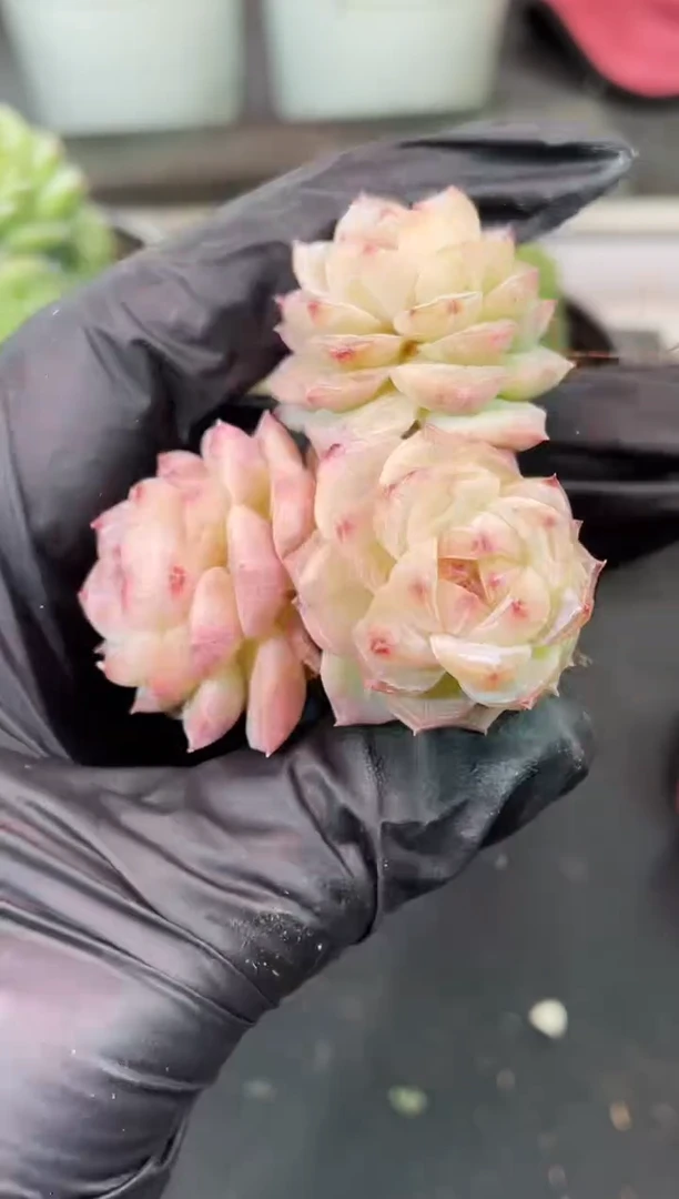 闪购2333 谛系多肉一颗