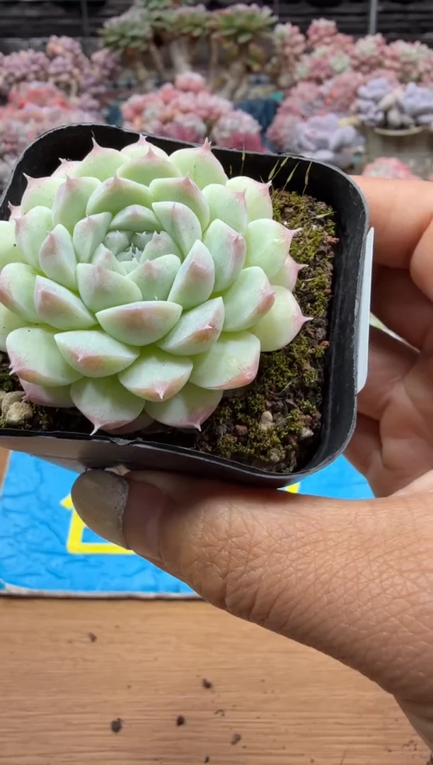 东云多肉园二店-426