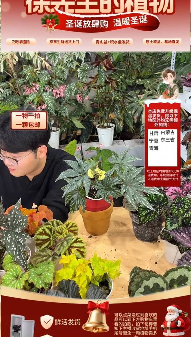 完全开放鹰狮秋海棠