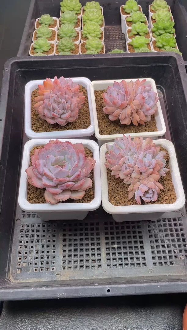 040橙梦露量拍发4颗