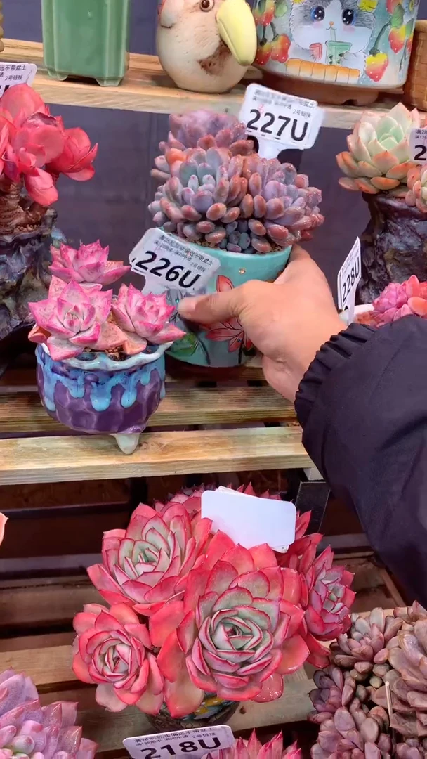227 U（一物一拍，精品多肉，w所见即所得 ）