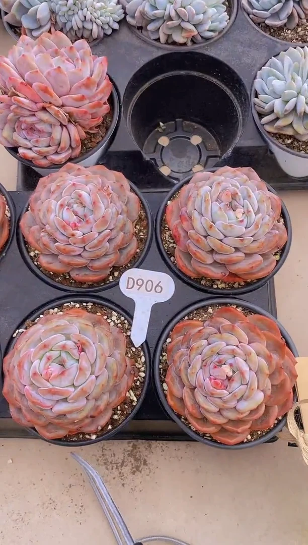 【闪购商品】D906-橙梦露大母本脱土发（量拍）