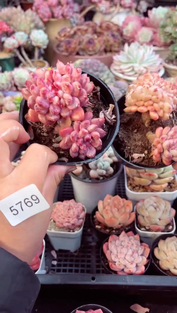 【闪购商品】5769两个粉珍妮缀化多肉