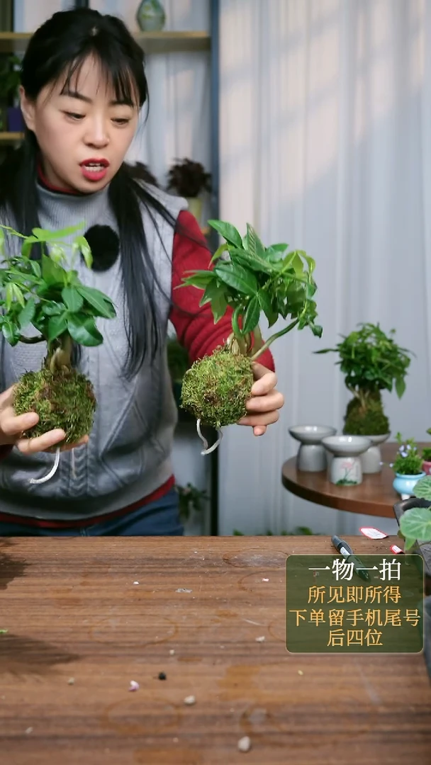 【闪购商品】167发财树苔藓球和气生财一套