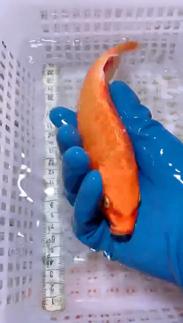 锦鲤血统锦鲤全场包邮56