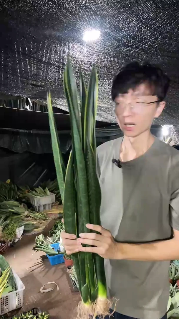 黑金裸根4棵25.8