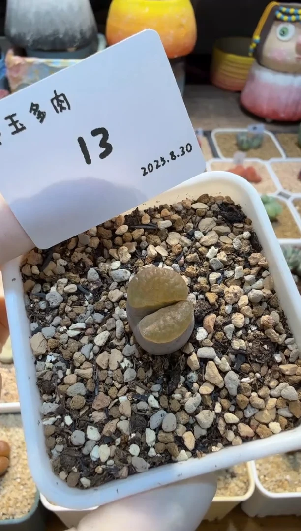 澎*25.8.30-13多肉