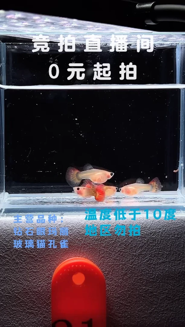 孔雀鱼玻璃猫4只编号21