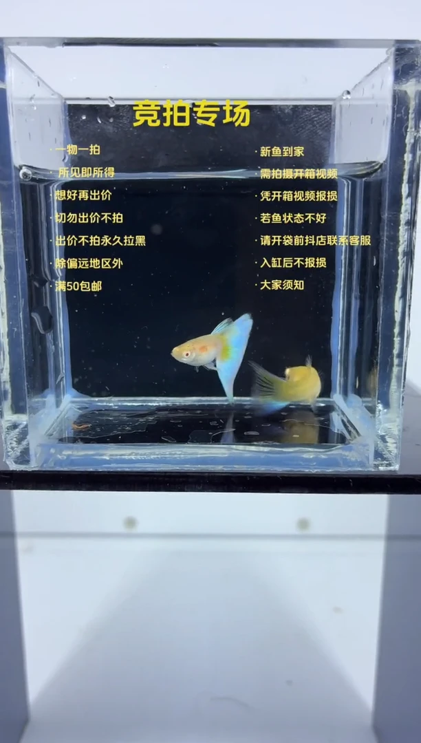 孔雀鱼新加蓝白子一对-14