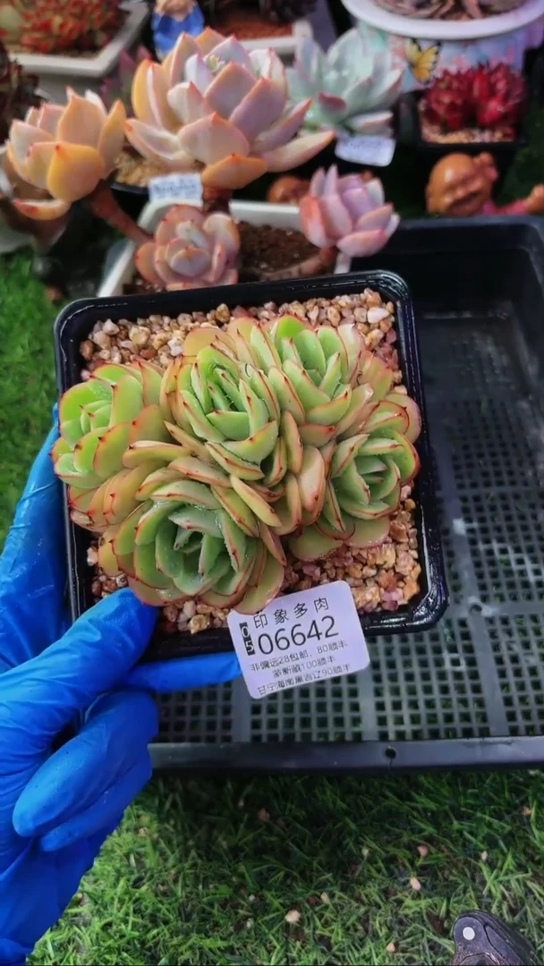 昆明印象多肉06642