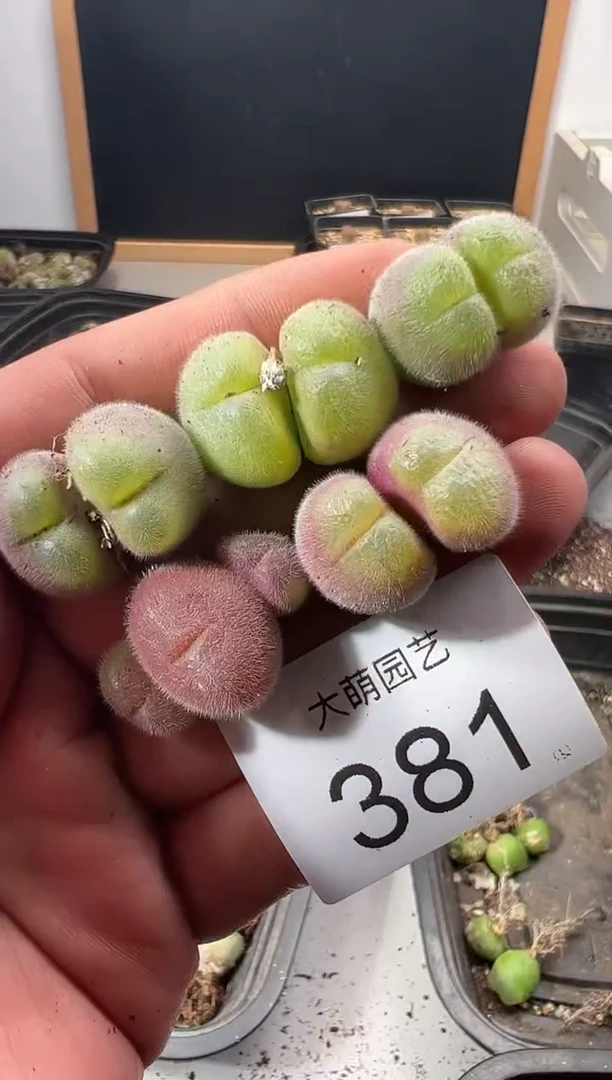 一物一拍            381
