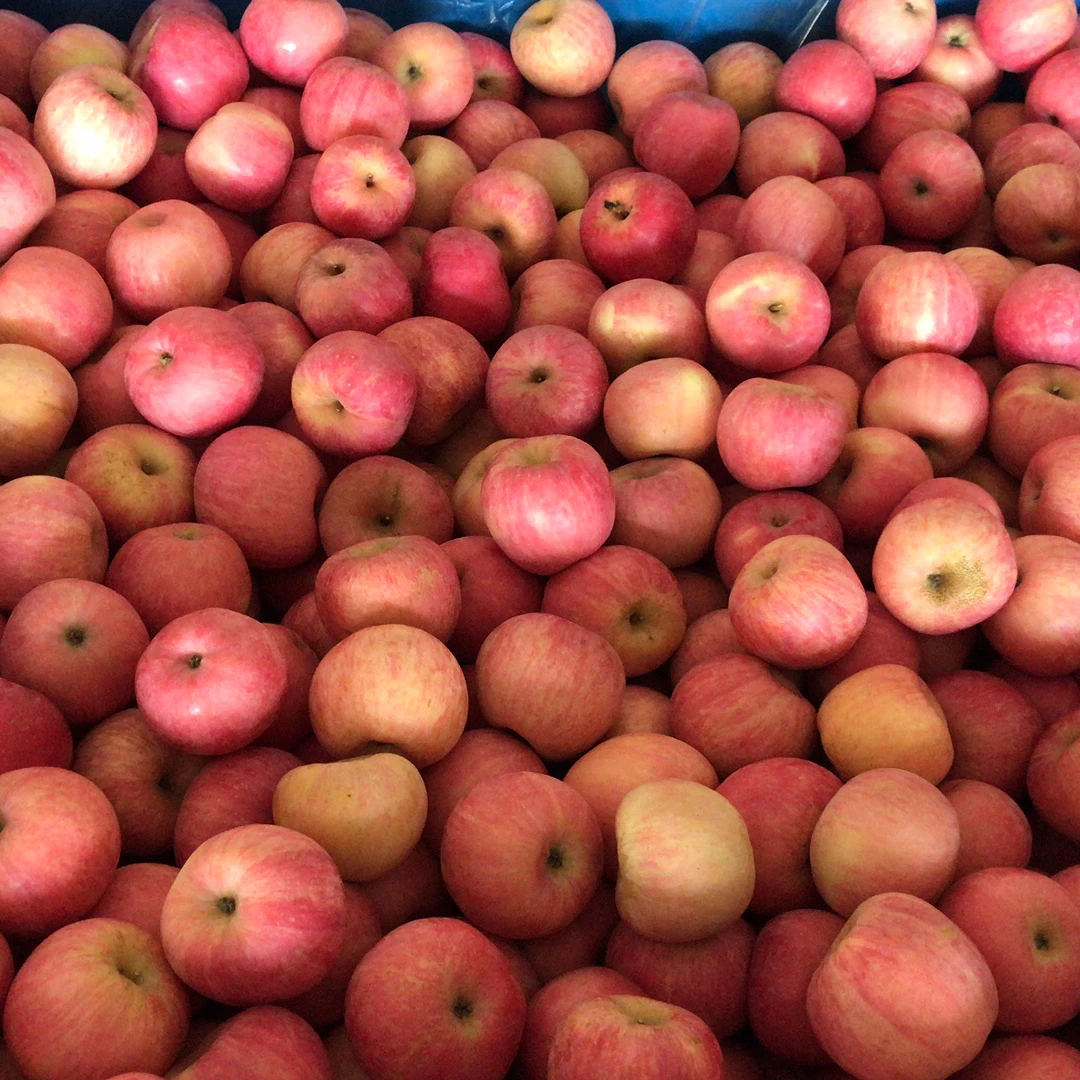 【诚信生态果农】山东烟台苹果红富士片红净重0.5/1斤原产地直发