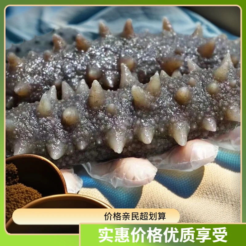 大连鲜食海参口感Q弹食用简单方便