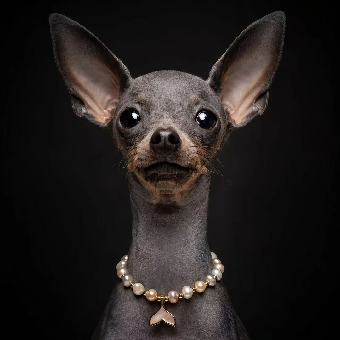 小鹿犬幼犬幼崽活体[爱元宵犬舍]家庭陪伴犬小型犬