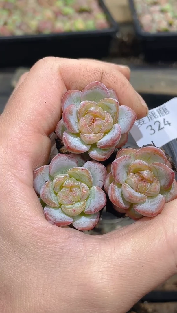 324星星珍妮       量拍3颗