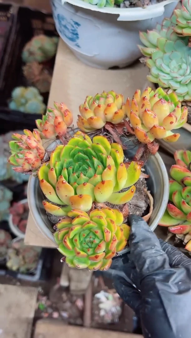 ^****^27026多肉植物一物一拍
