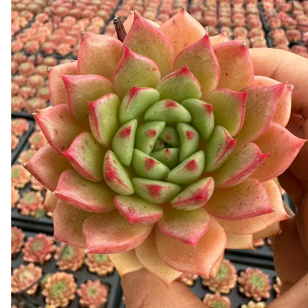 6#玉珠金莲多肉植物  前男友精品多肉SMA79B