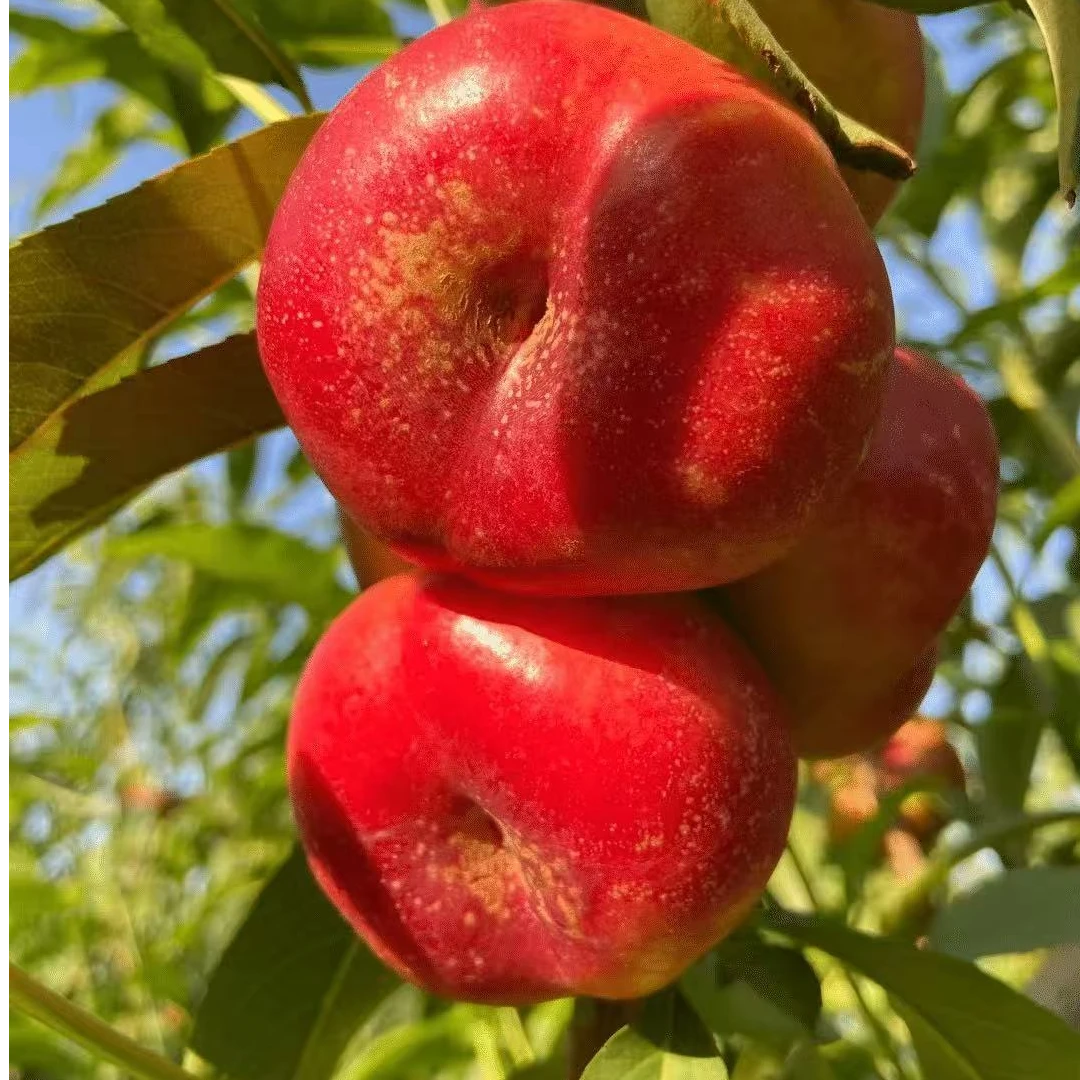 ~【次日达】山东蒙阴纽扣蟠桃现摘现发2斤和5斤新鲜采摘 顺丰包邮当季新鲜水果桃子山东省