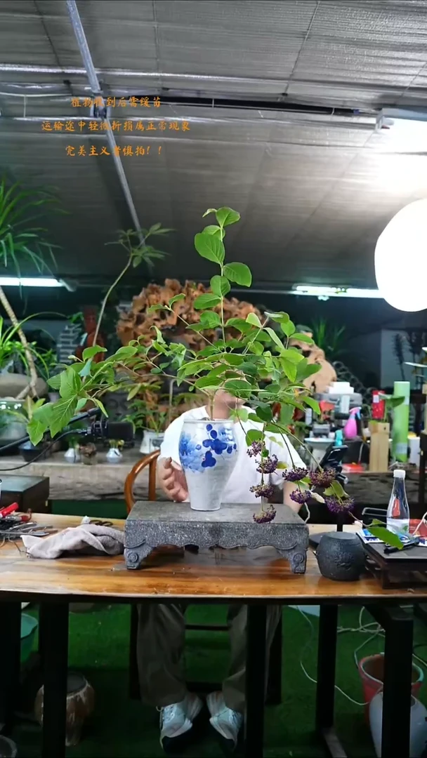 当前无花栽培后可以开花紫珠598+