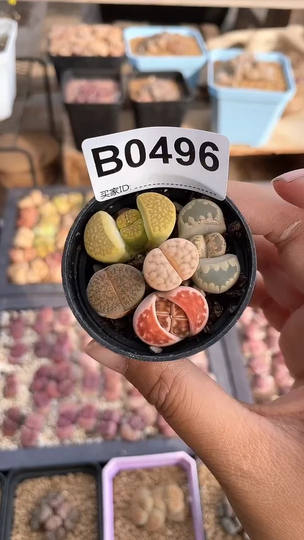 【闪购商品】0496直播一物一拍