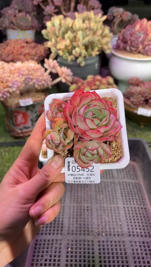 【闪购商品】05452