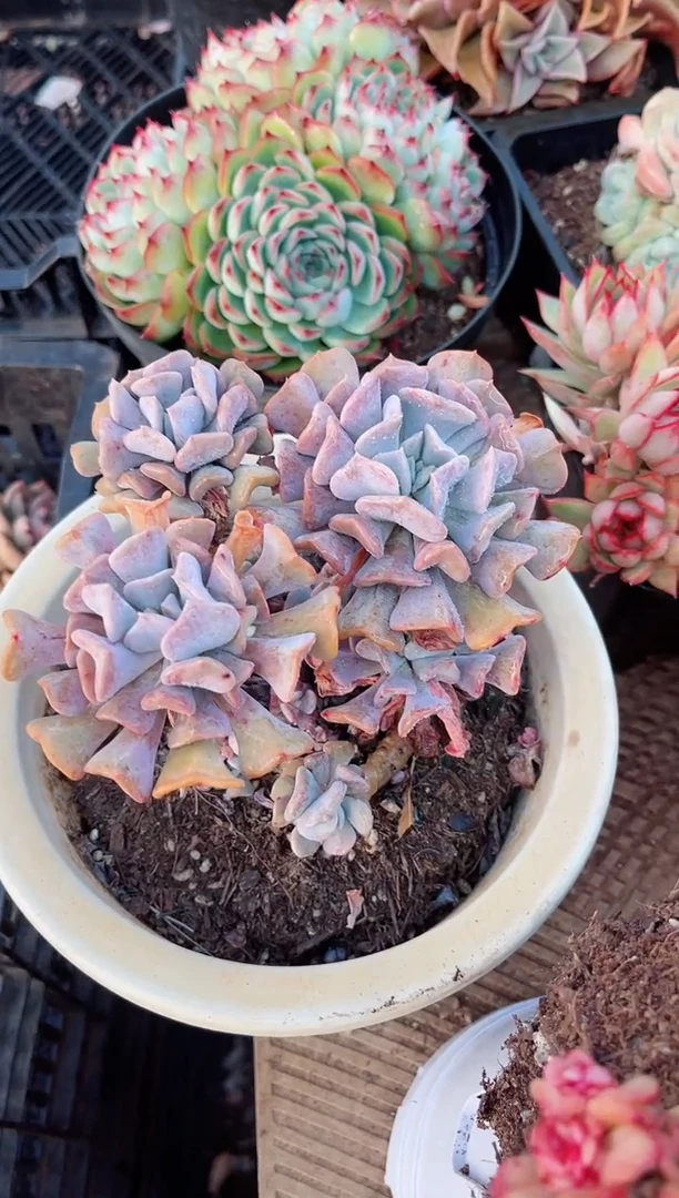 【闪购商品】02198