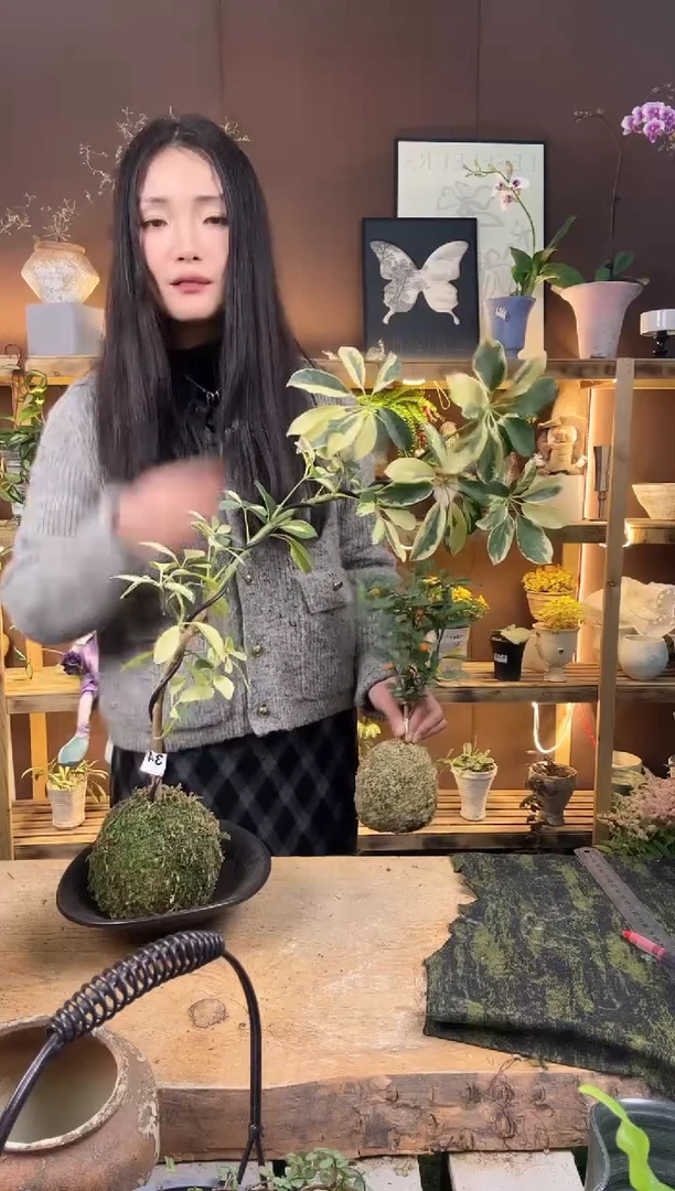 无花朵花鸭苔藓球加盆一套