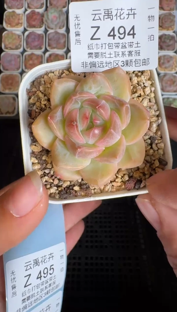 494Y 珍妮多肉(6.5cm杯）一物一拍 带盆土发