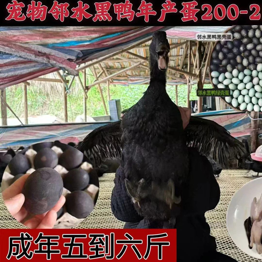 【福利款】莆田黑鸭 成年黑公鸭 已养6个月的种鸭 限购一只 3斤左右