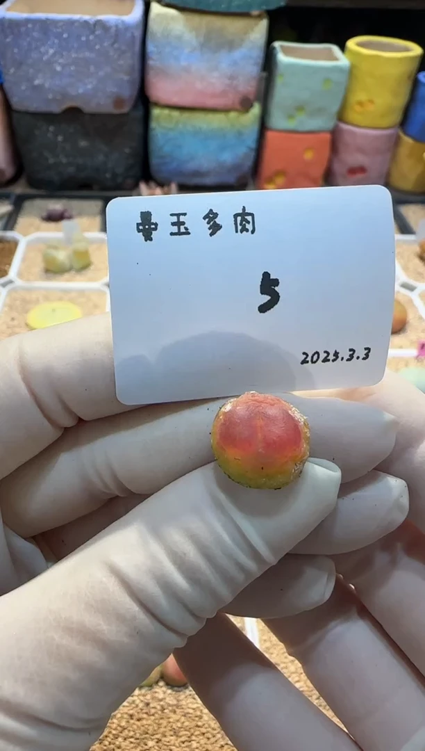 【闪购商品】25.3.3-05G