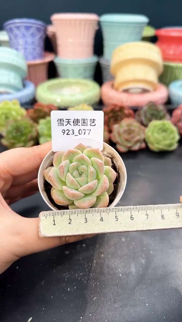 923-077多肉8颗