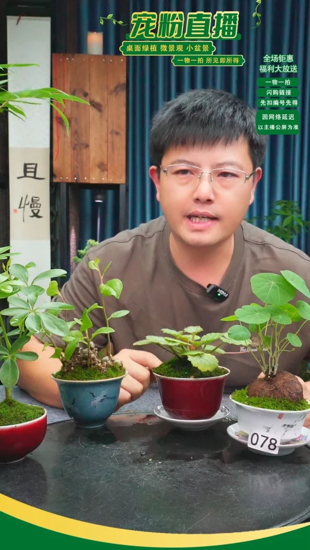 无花朵b***n苔藓微景观078号