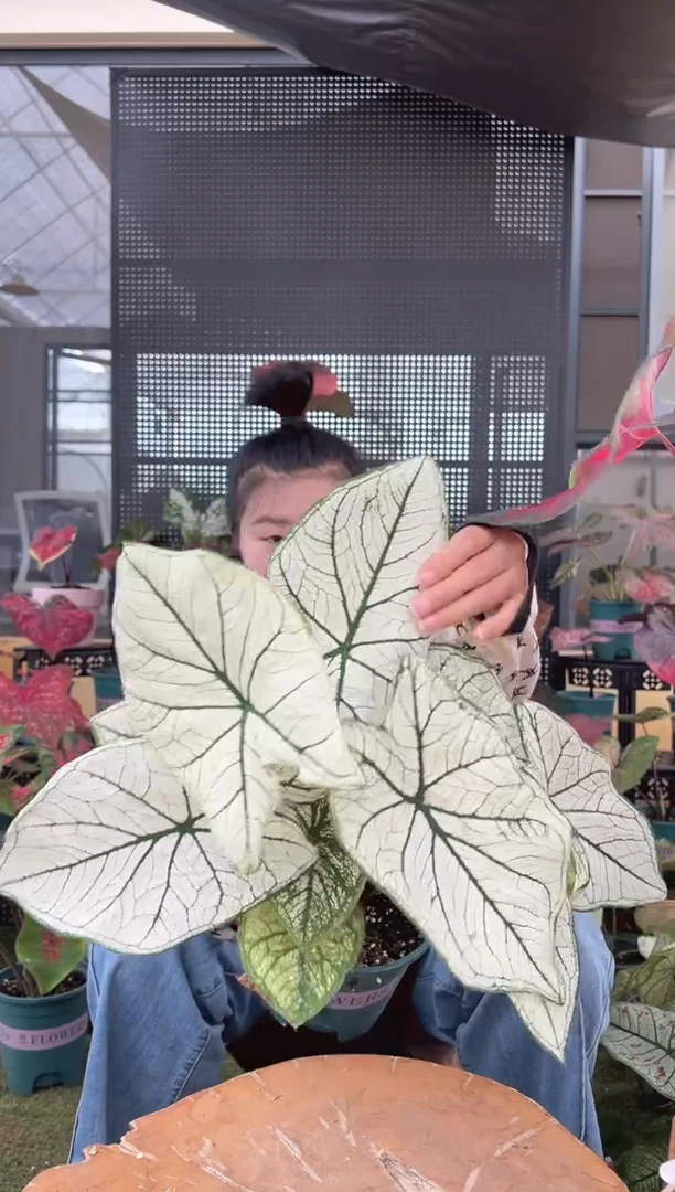 无花朵0004白色恋人