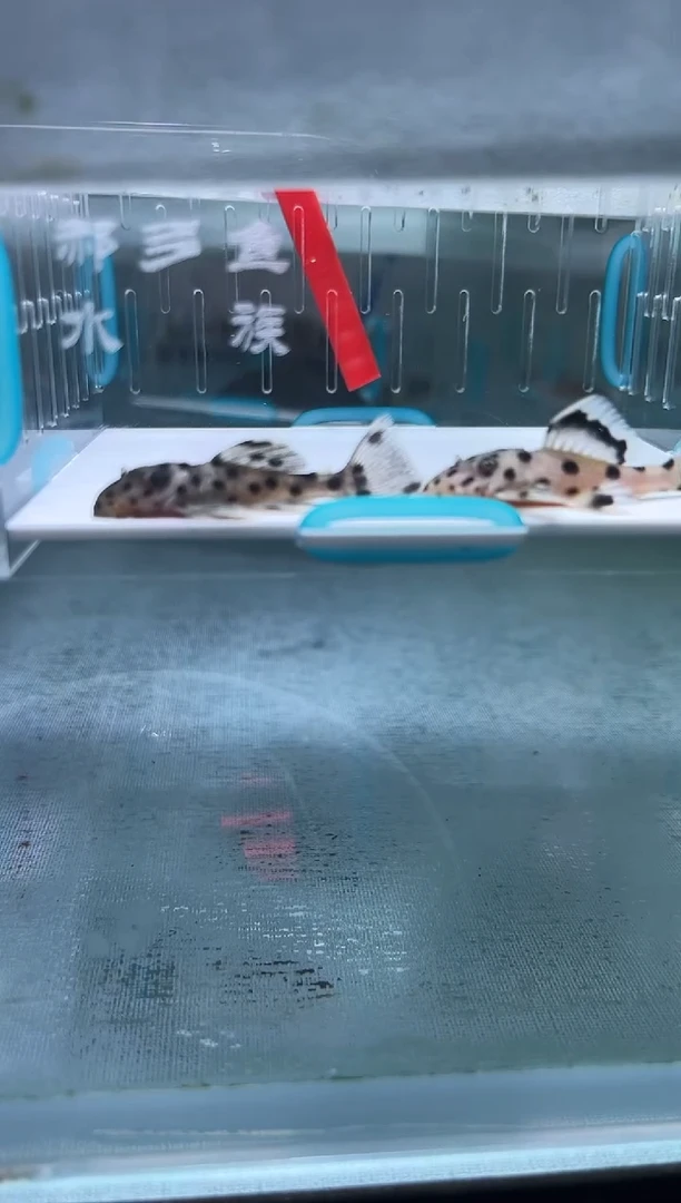 清道夫4+不包入缸损102