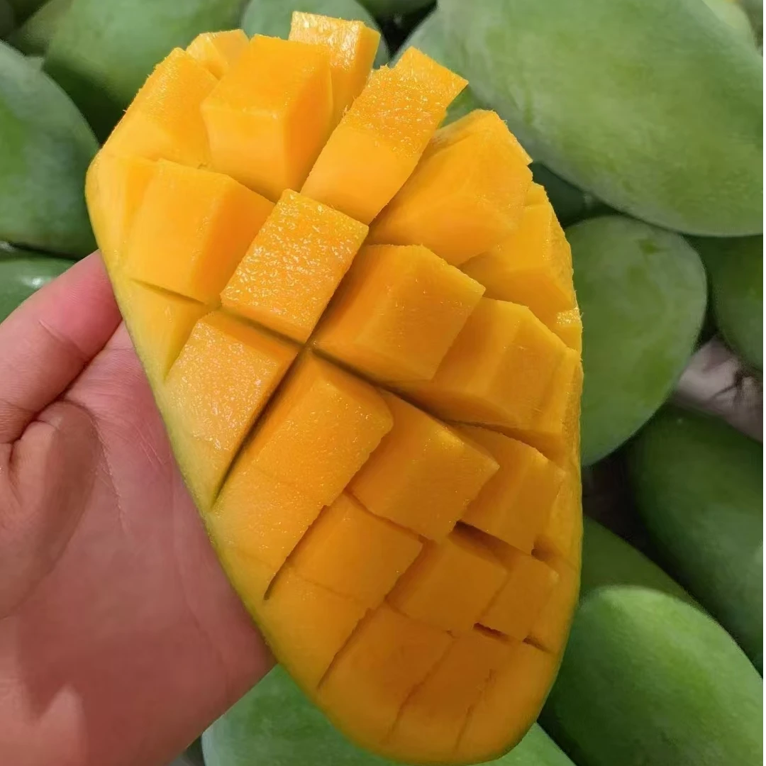 广西金煌特产水果现摘芒果现发